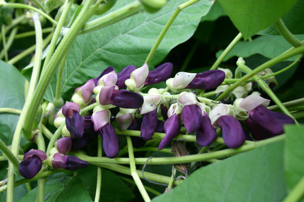 annatto