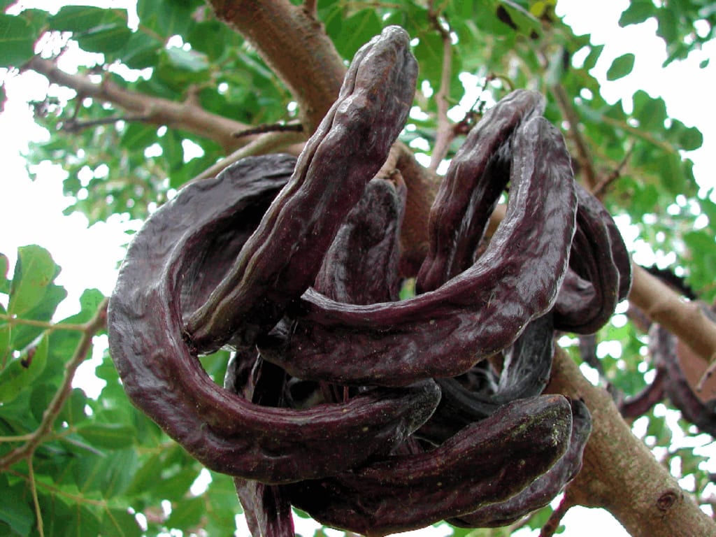 annatto